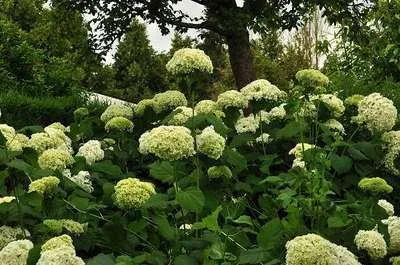 Obrázek produktu pro Hortenzie arb. 'Annabelle' - Ballhortensie 'Annabelle' 30- 50 cm Kontejner