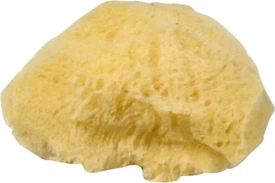 Produktbild von Naturschwamm Set 3 Stk 6-75 cm fein/großporig weich 100% natürlich Rayher