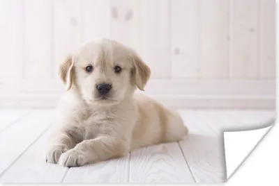 Produktbild von MuchoWow® Poster Weißer Golden Retriever Welpe 60x40 cm - Schlafzimmerdekoration