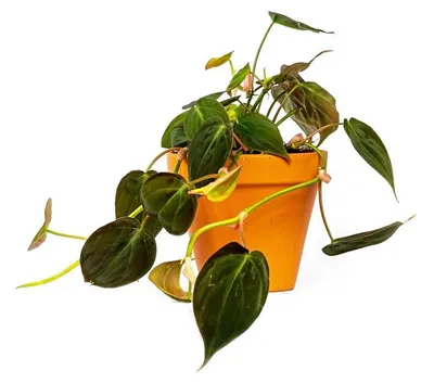 Obrázok produktu pre Gardners Philodendron scandens Micans, priemer 12 cm