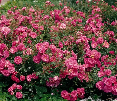 Produktbild von Dehner Rose Bodendeckerrose Mirato®, Züchter Tantau, duftende und gefüllte rosa Blüten, 15-30 cm, Topfware