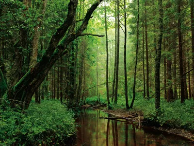 Produktbild von Wälder Kunstdruck Bild - Ein Ruhiger Fluss Fließt Durch Den Wald (60 x 80 cm)