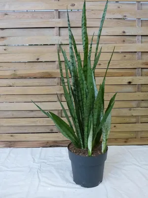 Produktbild von [Palmenlager] XL Sansevieria trifasciata "Silver" 90 cm - Pot 21 cm Ø - Bogenhanf - Schwiegermutterzunge / Zimmerpflanze