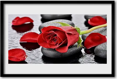 Produktbild von Bild 60x40 MDF-Rahmen Wandkunst Rote Rose