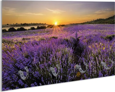 Produktbild von Wallario Handtuchhalter aus Glas, Motiv: Sonnenuntergang über dem Lavendel, 30 x 20 cm mit 4 Haken