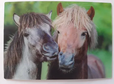 Produktbild von 3 D Ansichtskarte Islandpferde, Postkarte Wackelkarte Hologrammkarte Tiere Pony