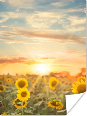Produktbild von MuchoWow® Poster Sonnenblume - Sonne - Blumen 90x120 cm - Wohnzimmer