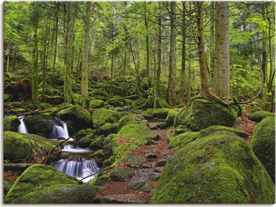 Produktbild von ARTland Leinwandbild Zauberwald mit Bach Größe: 120x90 cm