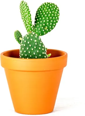 Obrázok produktu pre Gardners Opuntia, priemer 6 cm