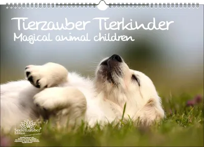 Produktbild von Tierkinderzauber DIN A3 Immerwährender Kalender Tierbabys und Tierkinder - Seelenzauber