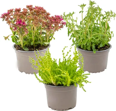 Zdjęcie produktu dla Mieszanka bylin 3 szt. - roślina doniczkowa w doniczce szkółkarskiej ⌀14 cm - 10-15 cm