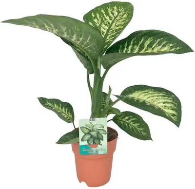 Produktbild von Dieffenbachia seguine Tropic Snow Zimmerpflanze Ø19cm 70cm immergrüne Deko Büro