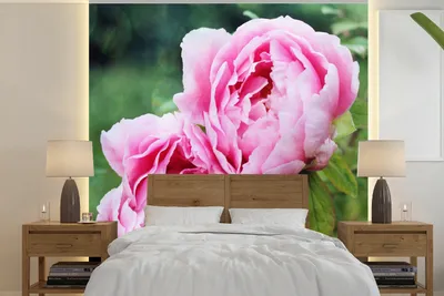 Produktbild von MuchoWow® Fototapete für Wohnzimmer oder Schlafzimmer Wandtapete Vinyl Motivtapete Rosa Pfingstrosen im Garten - 240x240 cm - Schlafzimmer-Tapete