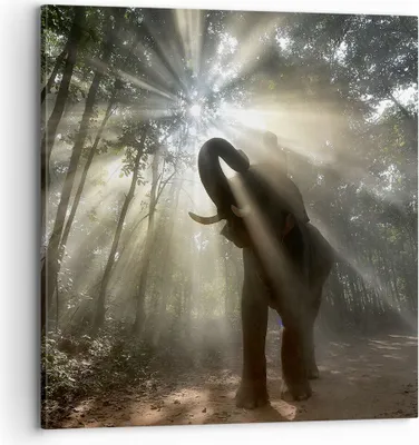 Produktbild von Bild auf Leinwand - Leinwandbild - Elefant Dschungel  - 70x70cm - Wand Bild - Wanddeko - Wandbilder - Leinwanddruck - Bilder - Kunstdruck - Wanddekoration - Leinwand bilder - Wandkunst - AC70x70-3835