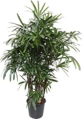 Image de Palmier nain Rhapis Excelsa, plante d'intérieur Ø40cm Ø190cm - plante verte