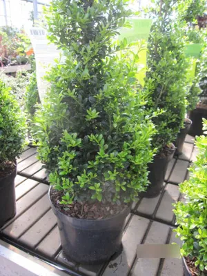 Produktbild von Ilex crenata Stokes Kegel - japanischer Bergilex Formschnitt