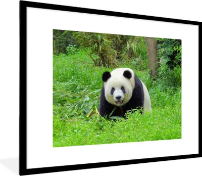 Produktbild von MuchoWow® Gerahmtes Poster Panda - Gras - Tier 80x60 cm - Poster mit Schwarzem Bilderrahmen Wandposter Rahmen Foto Bilder - Schlafzimmer-Dekorationen - Fotoposter