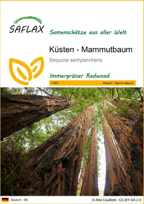 Produktbild von SAFLAX - Küsten - Mammutbaum - 50 Samen - Sequoia sempervirens