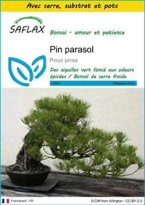 Image de SAFLAX Ensemble de culture - Pin parasol - 6 graines - Pinus