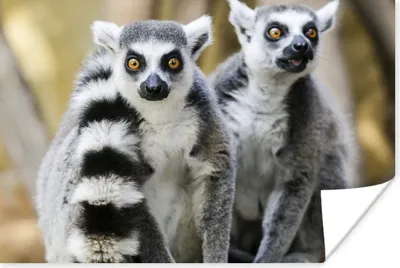 Produktbild von MuchoWow® Poster Affe - Ringschwanzlemur - Tier 180x120 cm - Fotoplakat
