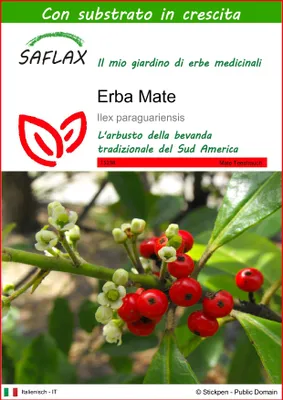 Immagine prodotto di SAFLAX - Erba Mate - 10 semi - Con substrato - Ilex