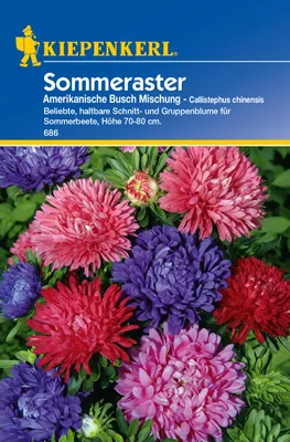 Produktbild von Kiepenkerl Sommerasternsamen Amerikanische Busch Mischung