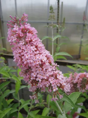 Produktbild von Buddleja davidii Pink Panther - Schmetterlingsflieder - Sommerflieder 60-80