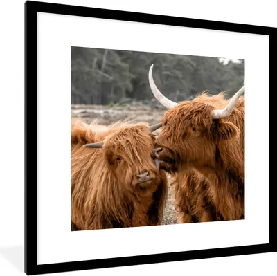 Produktbild von MuchoWow® Gerahmtes Poster Schottischer Highlander - Kuh - Tiere 40x40 cm - Poster mit Schwarzem Bilderrahmen Wandposter Rahmen Foto Bilder - Poster - Plakat im Rahmen