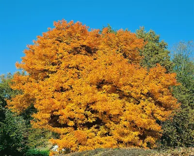 Produktbild von Sorbus domestica, Speierling, 80–100 cm