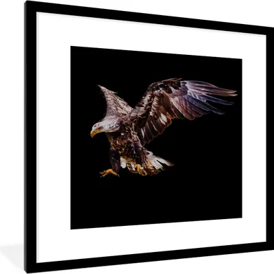 Produktbild von MuchoWow® MuchoWow® Gerahmtes Poster Adler - Vogel - Schwarz 40x40 cm - Poster mit zchwarzem Bilderrahmen - Poster - Plakat im Rahmen