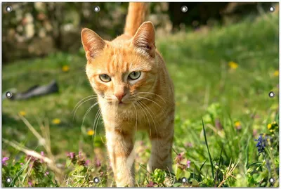 Produktbild von Wallario Outdoor-Poster für Garten oder Balkon, Motiv Neugierige Katze im Gras, in ca. 80 x 120 cm