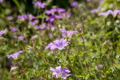 Produktbild von Geranium macrorrhizum 'Olympos', Balkan-Storchschnabel, ca. 9x9 cm Topf