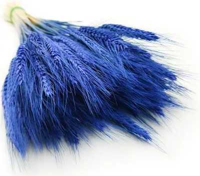 Produktbild von Triticale Getrocknete - Blau
