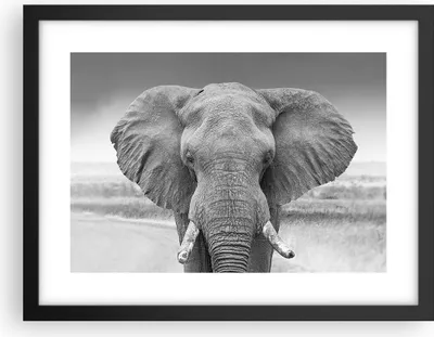 Produktbild von Gerahmtes Poster - Schwarzer Rahmen - Elefant Afrika Tier - 40x30 cm - Wand Bild - Wanddeko - Wandbilder - Kunstposter - Wandposter - Bilderrahmen - Bilder - Kunstdruck - P2BAA40x30-5072