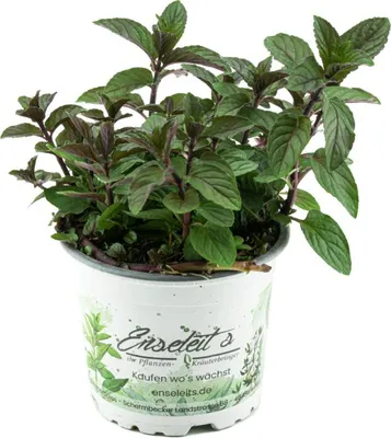 Produktbild von Enseleits Schokoladen-Minze Pflanze, Schoko-Minze, Winterhart (Mentha piperita)