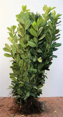 Produktbild von Kirschlorbeer Caucasica 40-60 cm, wurzelnackt - Prunus laurocerasus, immergrün