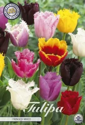 Artikelbild 1 von 'Tulpe Fringed Mix (10 Stück)' aus der Kategorie Tulpenzwiebeln