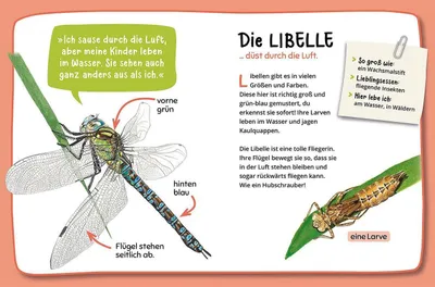 Obrázok produktu pre Mein erster Naturführer, Was krabbelt denn da?