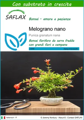 Immagine prodotto di SAFLAX  - Melograno nano - 50 semi - Con substrato - Punica