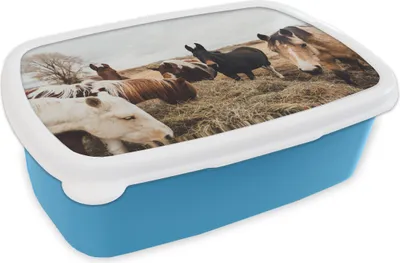 Produktbild von KitchenYeah® Lunchbox Brotzeit Brotdose 17x11 cm Tiere - Pferd Kinder Brotzeitdose - Lunch - Kunststoff  - Brotbüchse - Sandwichbox - Lunchbox für Kinder