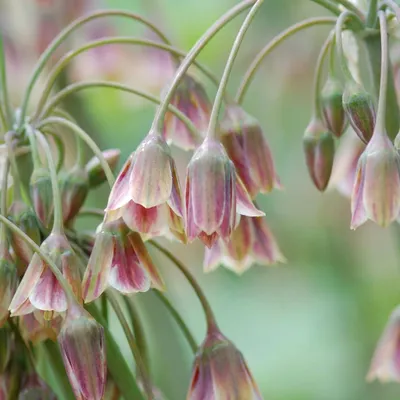 Produktbild von Green boutiQ - 30x Allium Siculum - Sizilianischer Honigknoblauch - Rot - Sommerblüher - Zwiebelgröße 8/10