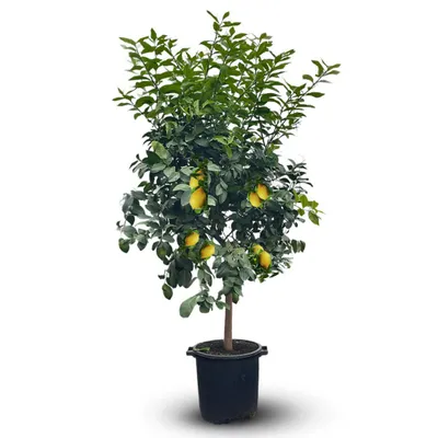 Image de Citronnier limon - citrus limon - agrume méditerranéen - arbre fruitier - ↕ 170-190 cm - ⌀ 35 cm