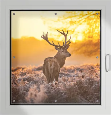 Produktbild von Wallario Lichtschutzbild, Dekorativer Sichtschutz Sonnenschutz 96 x 100 cm mit Motiv: stattlicher Rothirsch im Morgengrauen - Verdunklung ohne Bohren