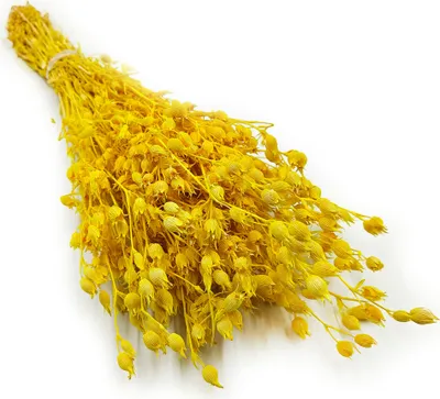 Produktbild von Aufgeblasenes Leimkraut - (Silene) - Gelb