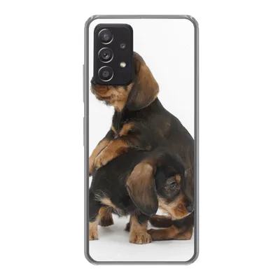 Produktbild von MuchoWow® Handyhülle Schutzhülle Hülle für Samsung Galaxy A53 5G Studiofoto von zwei süßen Dackeln Silikon Softcase Handy Hülle - Schutzabdeckung