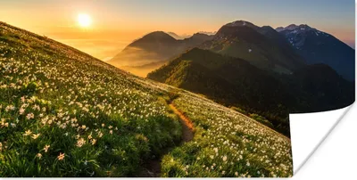 Produktbild von MuchoWow® Poster Blumen - Sonne - Berge 120x60 cm - Bild