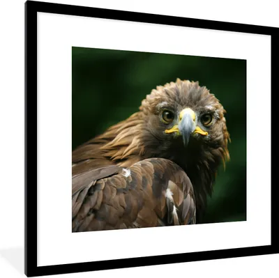 Produktbild von MuchoWow® Gerahmtes Poster Adler - Braun - Raubvogel 40x40 cm - Poster mit Schwarzem Bilderrahmen Wandposter Rahmen Foto Bilder - Poster - Plakat im Rahmen