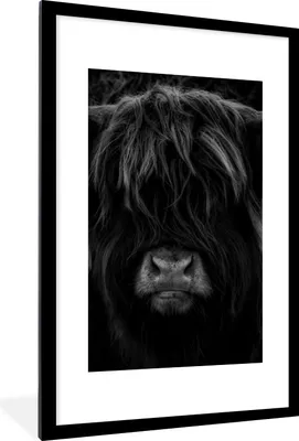 Produktbild von MuchoWow® Gerahmtes Poster Schottischer Highlander - Kuh - Porträt - Tiere - Schwarz - Weiß 60x90 cm - Poster mit Schwarzem Bilderrahmen Wandposter Rahmen Foto Bilder - Dekoration - Wandposter Wohnzimmer - Hochwertig