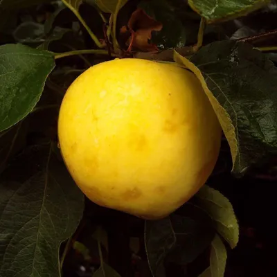 Produktbild von Obstbaum Apfelbaum Äpfel 2jährig Sommer- Herbst- Winter Apfel , Apfelbaum Varianten:Weißer Klarapfel Sommerapfel