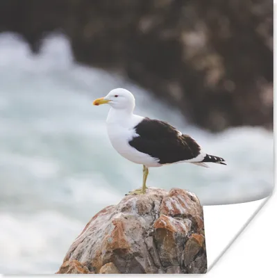 Produktbild von MuchoWow® Poster Möwe - Stein - Wasser 50x50 cm - Wohnzimmerdekoration